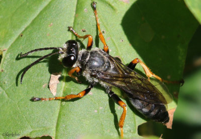 Thread-waisted Wasp - Sphex nudus