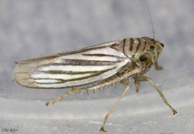 Leafhopper - Plesiommata  tripunctata