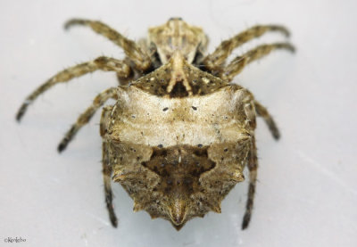 Starbellied Orbweaver - Acanthepeira stellata