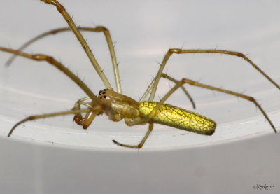 Long-jawed Spider - Tetragnatha