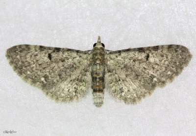 Common Eupithecia Eupithecia miserulata #7474