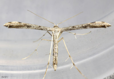 Ragweed Plume Moth Adaina ambrosiae #6160