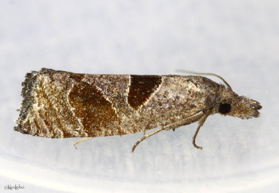Triangle-backed Eucosma Moth Pelochrista dorsisignatana #3116