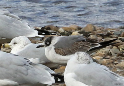 Franklin's Gull