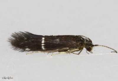 caddisfly - Protoptilinae
