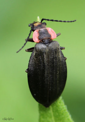 Soldier Beetle Podabrus tricostatus 