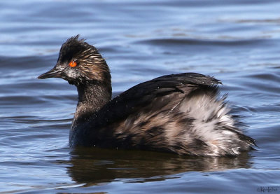 Eared Grebe