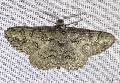 Double-lined Gray Moth Cleora sublunaria #6594