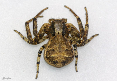 Elegant Crab Spider Xysticus elegans