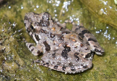 Blanchard's Cricket Frog