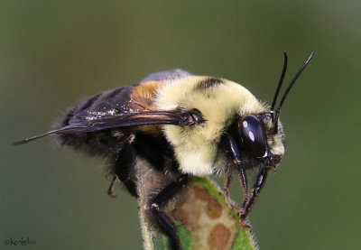 Brown Belted Bumble Bee Bumbus griseocollis