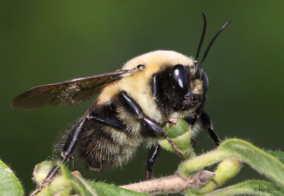 Brown Belted Bumble Bee Bumbus griseocollis