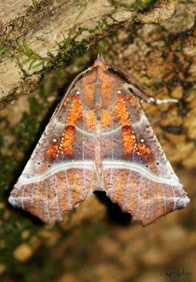 Herald Moth Scoliopteryx libatrix #8555
