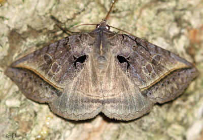 Black Bit Moth Celiptera frustulum #8747