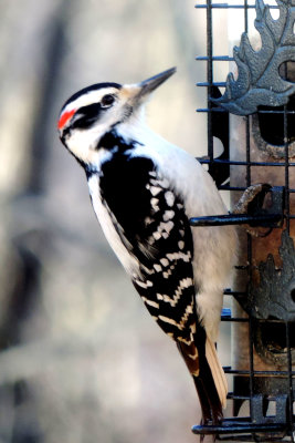 feathered_friends