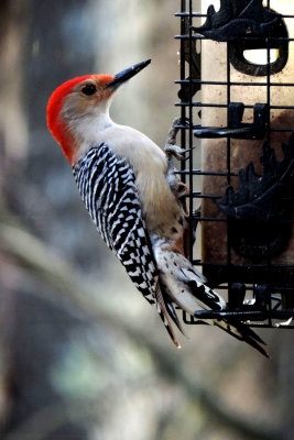 red bellied woodpecker