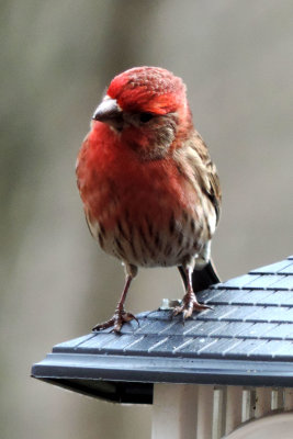 house finch