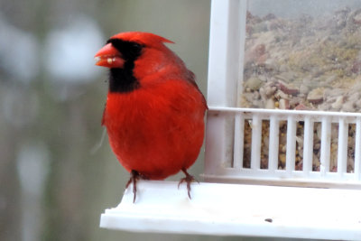 cardinal - male