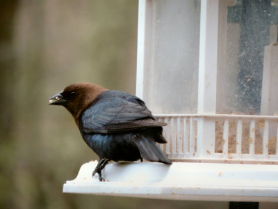 brown-headed cow bird