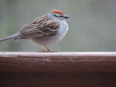 feathered_friends