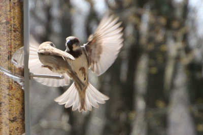 taking_flight