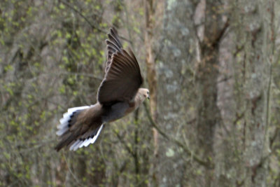 taking_flight