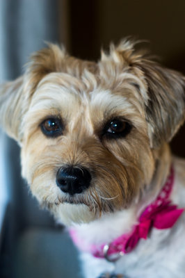 Gracie