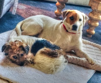 Rosie & Gracie