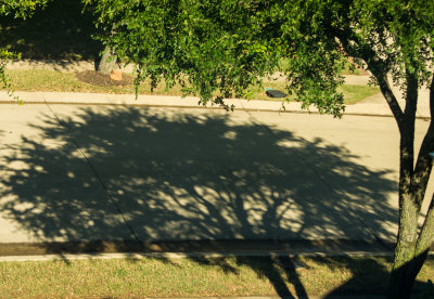 Front Yard Shadow