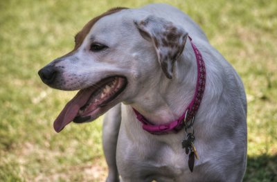 Rosie