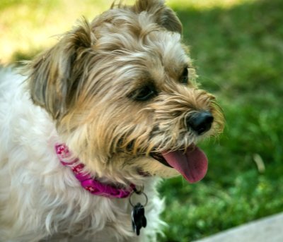 Gracie