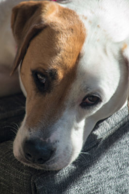 Rosie