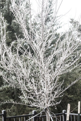 Frosted Tree