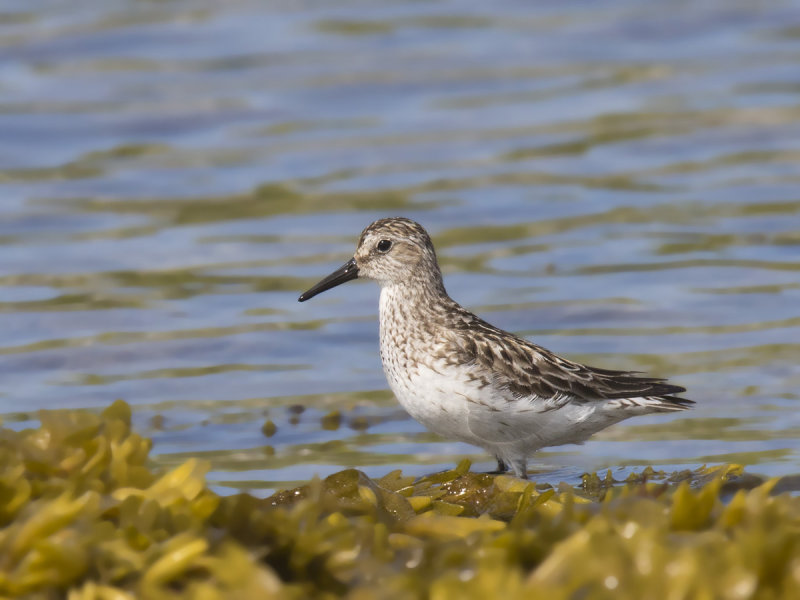 bcasseau  croupion blanc - white rumped sandpiper 