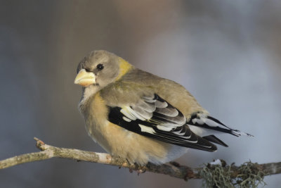 gros bec errant - evening grosbeak