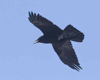 corbeau - raven