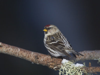 sizerin flammé - common redpoll