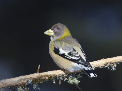 gros bec errant - evening grosbeak