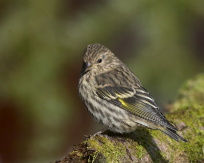 tarin des pins - pine siskin