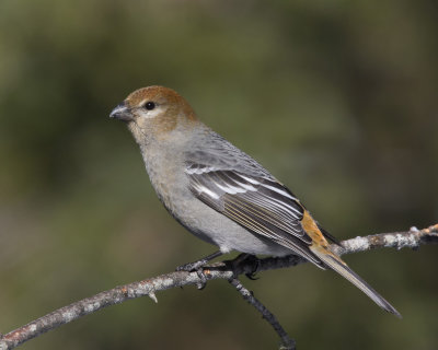 durbec des sapins - pine grosbeak