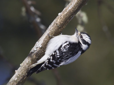 pic mineur - downy woodpecker