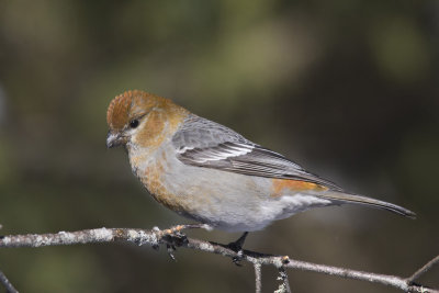 durbec des sapins - pine grosbeak