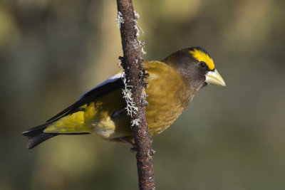 gros bec errant - evening grosbeak