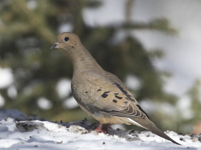 tourterelle triste - mourning dove