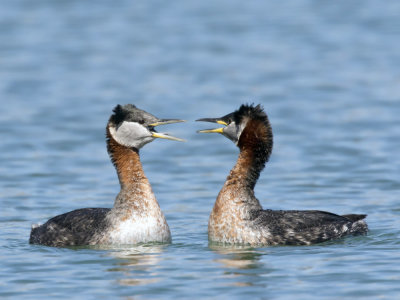 grbe jougris - red necked grebe