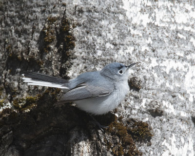 gobemoucheron gris-bleu - blue gray gnatcatcher 