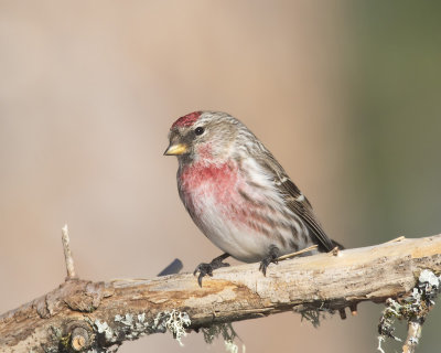 sizerin flamm - common redpoll