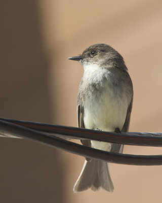 moucherolle phbi - eastern phoebe