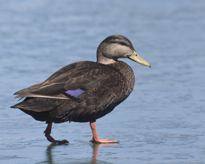 canard noir - black duck
