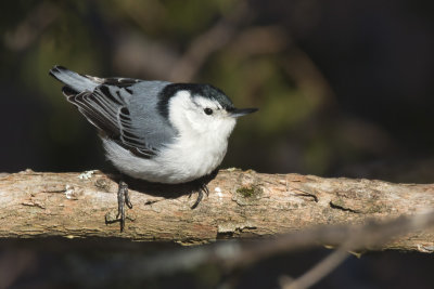 sittelle  poitrine blanche - white breasted nuthatch